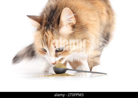 Niedliche Katze mit Supplementpulver im Löffel. Flauschige Calico-Kätzchen schnüffeln auf Bodenpulver aus Seetang für Verdauungsprobleme. Nahrungsergänzungsmittel für Katzen Stockfoto