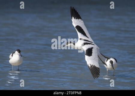 Avocettes dans la baie de somme Stockfoto