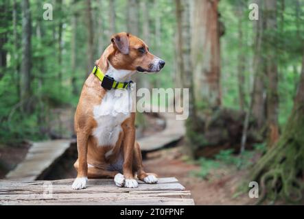 Hund mit gps-Tracker im Wald. Hündchen sitzen mit Spurhalsband und Bärenglocke auf hölzernem Wanderweg. Waldsicherheit für Hunde, die gerne jagen oder Stockfoto