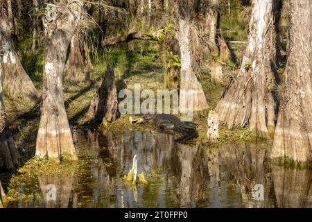 Lazy Alligator liegt in den seichten Marsh Waters des Big Cypress National Forest Stockfoto