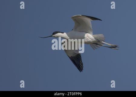 Avocettes dans la baie de somme Stockfoto