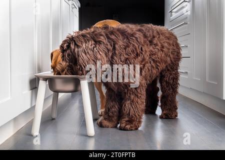 Zwei Hunde essen von der Futterstation in der Küche. Gruppe von Welpen, die neben einer erhöhten Hundeschale stehen, mit Kopf in der Schüssel. Wird für eine bessere Haltung verwendet. Weiblich Stockfoto