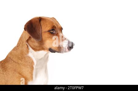 Isolierter Kuriosität, der seitlich schaut. Seitenporträt eines süßen braunen Welpen, der etwas ansieht. Langweiliger, wartender oder sehnsüchtiger Ausdruck. 1 Jahr alter Fem Stockfoto