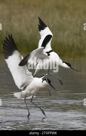Avocettes dans la baie de somme Stockfoto