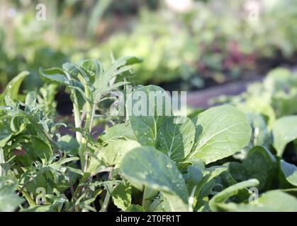 Grünkohl und Bok Choy im Gartenbeet draußen. Frühlingsgemüse Garten Hintergrund. Brassica-Gemüsepflanzen wachsen in Reihen mit defokussierten üppigen Pflanzen-bac Stockfoto