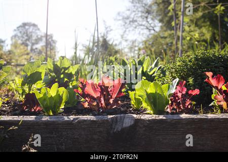 Rot-grüner Salat auf erhöhtem Gartenbeet im üppigen Gemüsegarten. Auswahl an Salaten und Kräutern am frühen Morgen im Gemeindegarten der Stadt mit bea Stockfoto