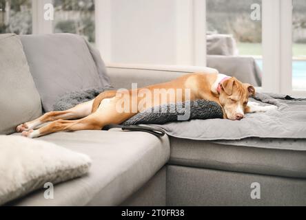 Hündchen schlafen in lustiger Position auf dem Sofa, bekannt als Froschlegging, Sploot oder Splooter. Seitenansicht eines entspannten Hündchens, der lange gestreckt schläft. 6 Monate Stockfoto