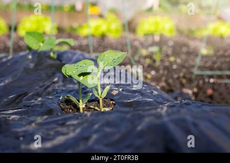 Bohnensämling wächst aus Plastikmulch im Garten. Nahaufnahme von Bohnenpflanzen mit defokussiertem Salat. Schwarze Kunststofffolien oder Mulch werden verwendet Stockfoto