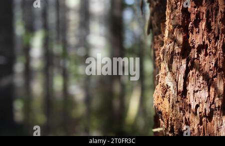 Abstrakter verfaulter Baum, der im Wald steht. Nahaufnahme des sich zersetzenden Baumes im Regenwald in North Vancouver, BC, Kanada. Idyllischer Sommerwanderweg Stockfoto