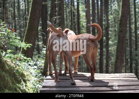 Rückansicht von zwei Hunden, die im Wald auf einem hölzernen Wanderweg stehen und etwas anschauen. Hundefreunde mit Verbunden auf Wanderungen in der Natur oder bei Spaziergängen in Regenfores Stockfoto