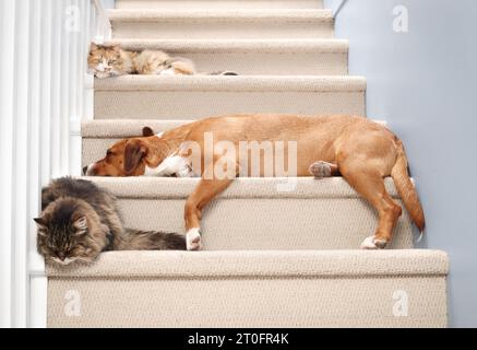 Katzen und Hunde schlafen zusammen auf Treppen. Niedliche Katzen und großer Hund genießen die Gesellschaft. Haustiere Arten Zusammenleben und Zusammenleben. Calico ca. Stockfoto