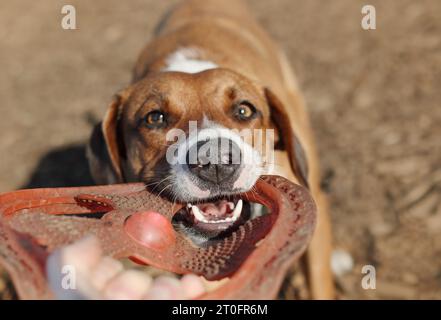 Hund mit Frisbee im Mund, der in die Kamera schaut. Vorderansicht eines Hundes, der mit dem Besitzer eines Haustiers im Park außerhalb der Leine spielt. Hundeschlittenspielzeit, Tauziehen oder Spielen Stockfoto