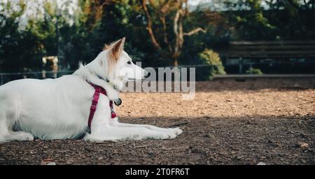 Großer Hund, der etwas vom Bildschirm sieht, während er auf dem Boden im Park liegt. Weißer flauschiger Hund, der intensiv und konzentriert aussieht und bereit ist, sich zu stürzen. 2 Jahre Stockfoto