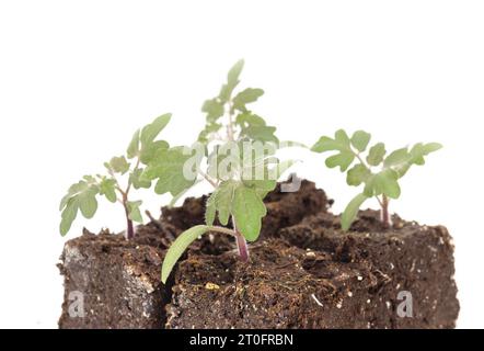 Isolierter Kirschtomatensämling im Topfboden mit defokussierten Tomatenpflanzen. Rotkehlchen-Tomatensämling, der in Bodenblöcken wächst. Tomaten-pla starten Stockfoto