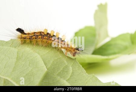 Rostiger Tussock Moth raupe auf Blatt. Seitenprofil Orgyia antiqua (L.) flauschige raupe mit langen gelben Haaren, orangefarbenen Punkten und Büscheln. Brennende Ha Stockfoto
