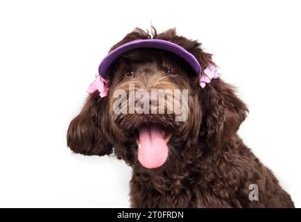 Lächelnder Hund mit Hut und Scrunchies, während er in die Kamera schaut. Kopfaufnahme eines glücklichen braunen, flauschigen Hündchens in rosa Kleidung. Mode mit Haustieren. Austr Stockfoto