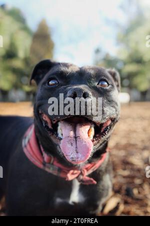 Glücklicher Hund lächelt mit der Zunge im Park. Kopfaufnahme eines schwarzen Hundes, der während er in die Kamera blickt. Weibliche schwarze Stafford Bul Stockfoto