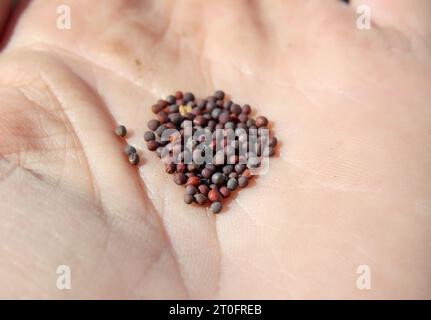 Viele Rüben- oder Grünkohlsamen in der Hand vor dem Pflanzen, Nahaufnahme. Haufen kleiner Brassica-Samen. Makro aus violetten, weißen, kugelförmigen Rüben-Samen rutabaga Stockfoto