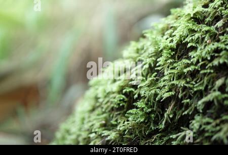 Moos auf Baumstamm im Wald mit unfokussiertem Laub. Waldboden Hintergrund oder Mikrokosmos im Regenwald Hintergrund. Kupferdraht-Moos wächst auf Baumstamm Stockfoto