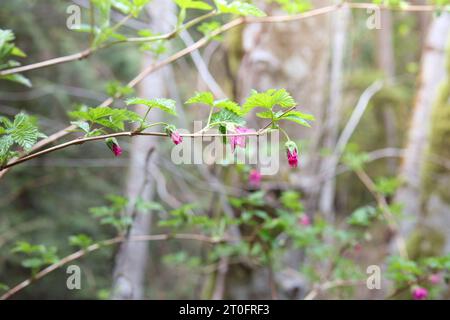 Salmonbeerblüten auf Zweigen im Wald. Lachsbeerenstrauch mit rosa Blüten und essbaren Beeren. Rubus spectabilis wächst im Küstenwald am wes Stockfoto