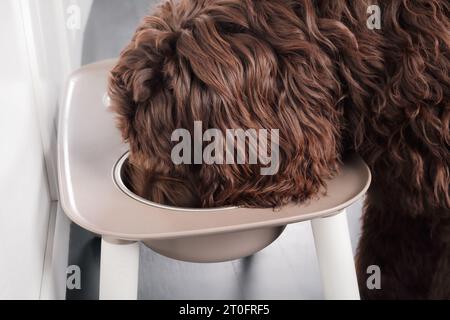 Flauschiger Hund, der von einer Futterstation isst, Nahaufnahme. Niedlicher großer Hund mit Kopf in der Futterschale, während er in der Küche steht. Weibliches Labradoodle, 6 Monate Stockfoto