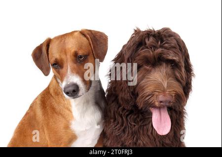 Zwei Hunde sitzen entspannt nebeneinander. Kopfaufnahmen von zwei Hundefreunden nebeneinander. 1 Jahr alte Harrier-Mischung und 6 Monate alte La Stockfoto
