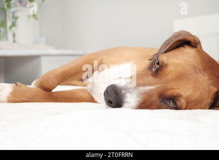 Entspannter Hund, der auf dem Bett liegt. Niedlicher Hündchen, der beim Betrachten der Kamera ausgestreckt ist. Haustiere fühlen sich sicher, erschöpft oder langweilig. Weibliche Harrie Stockfoto