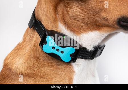 Hund mit Rindenhalsband aktiv. Nahaufnahme eines Hündchens mit automatischem Trainingskragen, um das Bellen bei Lärm, Menschen und Vögeln draußen zu korrigieren. Weibliche Har Stockfoto