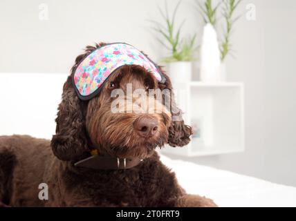 Hund mit Schlafmaske im Schlafzimmer. Entspannter Hund mit Augenbinde auf dem Kopf, während er auf dem Bett liegt. Konzept für Schlaflosigkeit oder gesunden ungestörten Schlaf Stockfoto