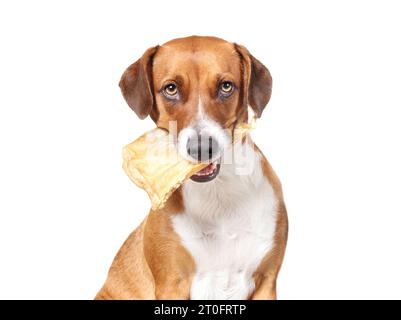 Hund mit Kauen im Mund, der in die Kamera schaut. Niedlicher Welpe, der mit einem großen Büffelohr im Mund sitzt und lustig im Gesichtsausdruck ist. Kauspaß, Stockfoto