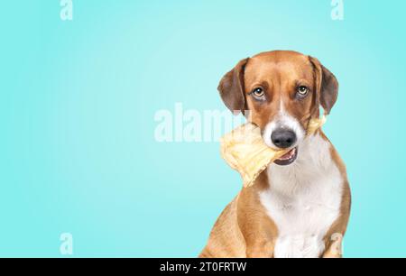 Hund mit Kauohr im Mund auf blauem Hintergrund. Niedlicher Welpe, der mit einem großen Büffelohr im Mund sitzt und lustig im Gesichtsausdruck ist. Kauspaß, Stockfoto