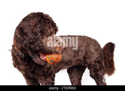 Verspielter Hund mit Ball im Mund, der nach hinten blickt. Seitenansicht eines süßen, flauschigen braunen Welpen mit orangenem Ball, der auf das Spiel wartet. 1 Jahr alt, weiblich, Stockfoto