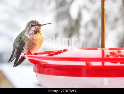 Kolibri im Winter auf dem Futterhäuschen, in der Nähe einer Stirnlampe. Nahaufnahme. Heizgeräte werden verwendet, um das Einfrieren von Nektar oder Zucker zu verhindern. Kolibri si Stockfoto