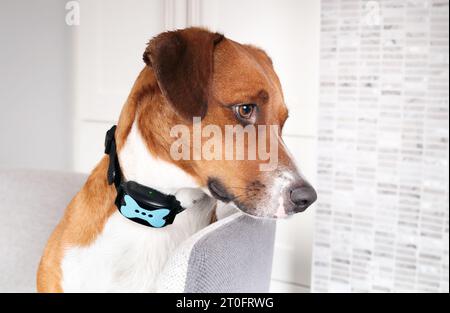 Hund mit Rindenhalsband aktiv. Seitenprofil eines niedlichen Hundes, der allein im Wohnzimmer sitzt und einen automatischen Trainingskragen trägt, um das Bellen bei Geräuschen und zu korrigieren Stockfoto