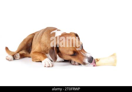 Glücklicher Hund mit Rinderknochen. Der ganze Körper eines Welpen liegt und leckt echten Knochen mit gefülltem Lachs. Natürliche Zahngesundheit und Anreicherung. Weibliche Harrier Stockfoto