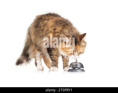 Neugierige Katze mit Rufglocke. Niedliches flauschiges Kätzchen, das über der glänzenden Glocke steht, während es sich mit dem Kopf berührt. Wird an der Rezeption oder an der Rezeption für Kunden A verwendet Stockfoto