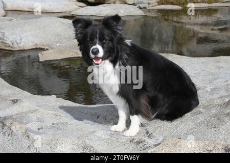 Border Collie sitzt auf Felsen an einem Wasserbecken. Stockfoto