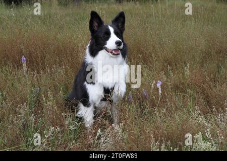 Border Collie sitzt auf einer Wiese mit Wildblumen Stockfoto