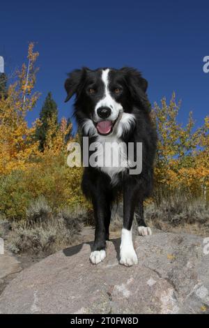 Border Collie steht auf einem Felsen mit Herbstlaub und blauem Himmel im Hintergrund Stockfoto