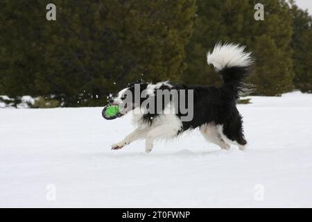 Border Collie rennt im Schnee mit einer Frisbee im Mund. Immergrüne Bäume im Hintergrund. Stockfoto