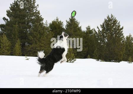 Border Collie im Schnee hüpft, um eine Frisbee zu fangen. Immergrüne Bäume im Hintergrund Stockfoto