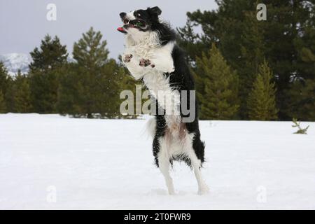 Border Collie im Schnee, der in die Luft springt mit Frisbee im Mund. Immergrüne Bäume im Hintergrund. Stockfoto