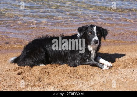 Border Collie liegt an einem Sandstrand am Seeufer Stockfoto