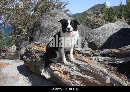 Border Collie sitzt auf einem Holzstamm mit Felsen, Bäumen und Bergen im Hintergrund. Stockfoto