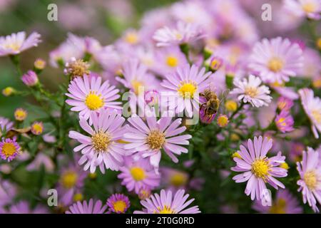 Eine fleißige Biene sammelt an einem sonnigen Sommertag im Garten Pollen von wunderschönen violetten Aster-Blüten. Natürlicher Hintergrund, Nahaufnahme, selektiver Fokus Stockfoto