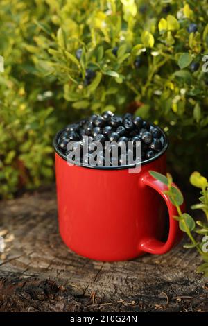 Rote Tasse Heidelbeeren auf Baumstumpf draußen Stockfoto