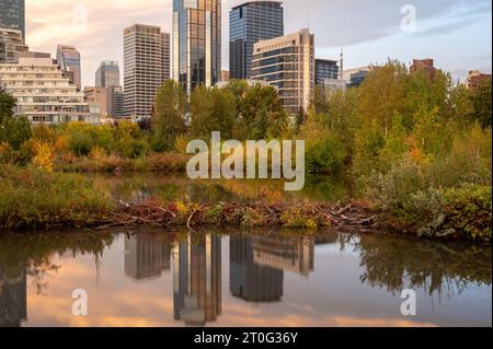 Calgary, Alberta - 17. September 2023: Blick auf die Skyline von Calgary an einem frühen Herbstmorgen. Stockfoto