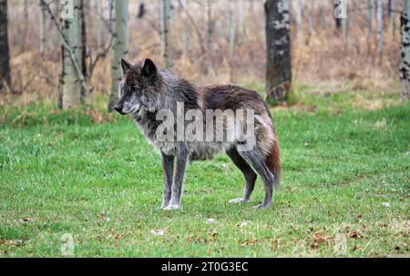 Wolfdog auf der Rodung, Kanada Stockfoto