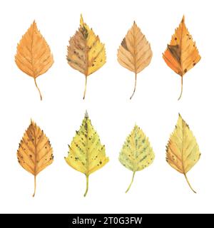 Set aus realistischen trockenen gelben Birkenblättern. Herbstillustration mit Aquarell für Design und Dekor Stock Vektor