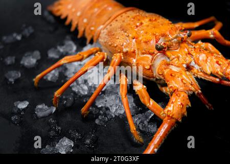 Gekochter Hummer auf schwarzem Hintergrund. Draufsicht. Freier Speicherplatz. Stockfoto